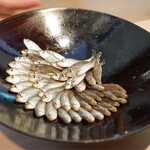 成生 - 久々に会えた豆鯵さん