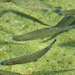 釣り堀CAFE 二見 - 