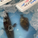 西葛西 場外市場 - 