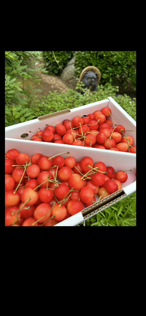 JA山形おきたま 南陽愛菜館 - 宮内（その他）の写真