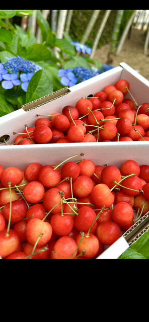 JA山形おきたま 南陽愛菜館 - 宮内（その他）の写真