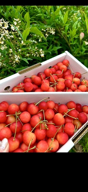 JA山形おきたま 南陽愛菜館 - 宮内（その他）の写真