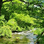 Maruyama Coffee Harunireterasuten