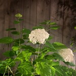 ブラッスリー 航 - 