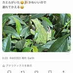 大元 - 忘れもしない、ニホンアマガエルのリカをこのクチナシの左端あたりで見つけて連れて帰ったのは2022年の7月2日の24時過ぎだった。手の中でモゴモゴしたり液体を噴射した感触を覚えている^_^