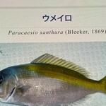サカナキュイジーヌ・リョウ - この写真はネットから。希少な魚のようです！！