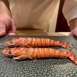 恵比寿 鮨 謙心 - 鹿児島県　車海老