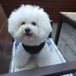 リストランテ ピッツェリア ジャンカルロ トウキョウ - Mi chiamo Beatrice