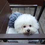 リストランテ ピッツェリア ジャンカルロ トウキョウ - そろそろおネムに・・