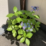 野菜が主役の古民家レストラン 花果菜 - アジサイ！