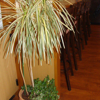 洋風めし屋 ラパンアジル_2