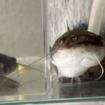 JiProign - 帰宅してみるとナマズがジャグジーで涼しげにしていた^_^