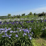 うなぎ割烹山田 - おまけ　佐原あやめパーク