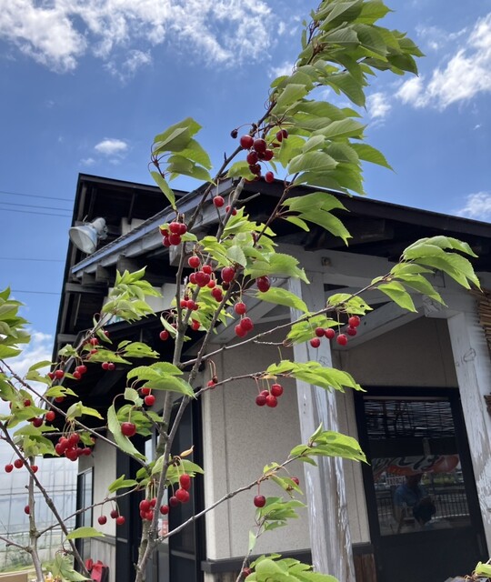 山下食堂 &ndash; 東根の人気食堂｜定食・カツ丼が楽しめる地元の味