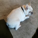 Un Chat noir - 店長さん。大人しく人懐っこい。可愛い