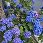 渡辺料理店 - まだ梅雨入りしていないと思いますが紫陽花は美しいです