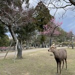 ならまち 鮨 はなこ - 