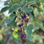 バックハウス インノ 八ヶ岳店 - 