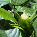 大元 - あちこち齧られてるんだけど犯人の姿は無かった。アシナガバチに肉団子にされてしまったのかな