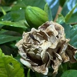 大元 - 黄泉の国のクチナシ^_^