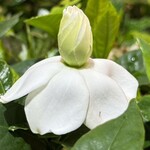 大元 - バラ咲きだけど開き始めはこんな感じで原種っぽい^_^