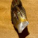 寿し おおはた - 