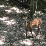 奈良・春日奥山 月日亭 - 帰り道に鹿さんと出会いました