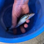 郷土料理ともん - 神流川の鮎