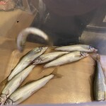 炭火割烹とも - 狩野川産の活鮎、この後 氷で寝てもらい…