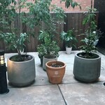 カレー専門店 円山教授 - 