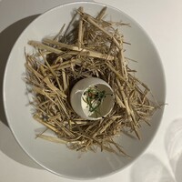 ロドラント ミノルナキジン - 