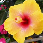 フレッシュ・クラブ - 今日はこのハイビスカスが咲いていました　買おうか悩みます。