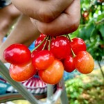 オウ ショウ カフェ - 