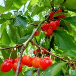 オウ ショウ カフェ - 