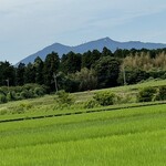 そば処 砂武縞 - 5月の連休頃に植えられた稲はすっかりモフモフになった^_^