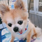 MARINA RESTAURANT TRIM - 今日も大人しく一緒にお食事。お水いっぱい飲みました。