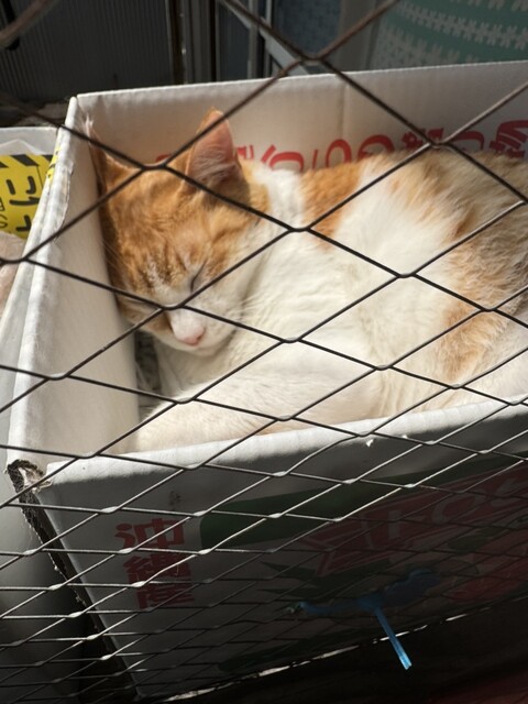 のらいぬCafe - 函館どつく前（カフェ）の写真