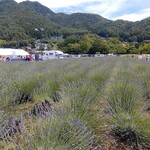 ムースヒルズバーガー - 河口湖⑦(大石公園のコキアは色づきはじめ)