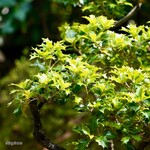 あぶり餅 本家 根元 かざりや - 