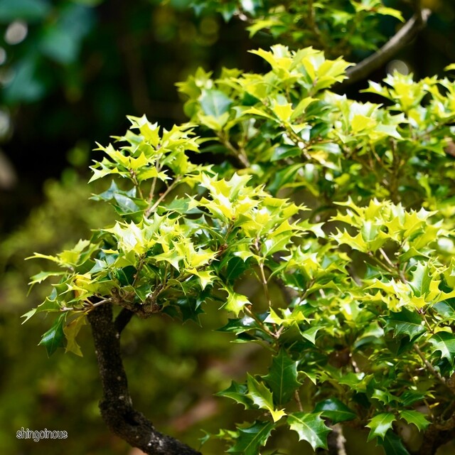 Aburi Mochi Honke Nemoto Kazariya photo 5