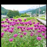 菜食健美 里味 - 紫色の花が綺麗でした〜なんの花だろう　byまみこまみこ