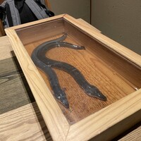 にょろ助 銀座 - 