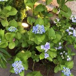 和牛ステーキ桜 那須高原店 - 紫陽花も可愛かったです❀.*･ﾟ