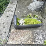 ヨコクラうどん - 看板脇瓦に植栽