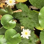 俣野別邸庭園 ひだまりガーデン - 