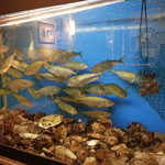 鮨のえん屋 - 店内の水槽の中には鮮魚が♪
