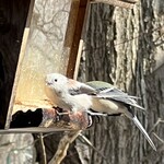 ザ バード ウォッチング カフェ - 