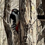 ザ バード ウォッチング カフェ - 