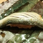 こいき - こはだ♪