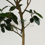 鬼ヤンマ - 「鬼ヤンマ」がここに居ました！